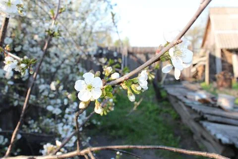Apple trees bloomed in spring Stock Photos