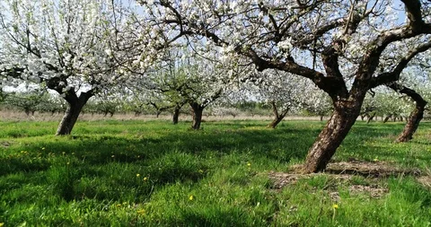 Apple trees blooming Stock Footage 95066875