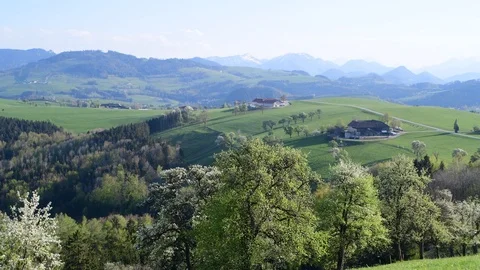 Apple trees in blossom in the austrian disctrict mostviertel Stock Footage 126890834