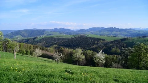 Apple trees in blossom in the austrian disctrict mostviertel Stock Footage 126890878