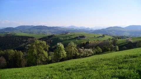 Apple trees in blossom in the austrian disctrict mostviertel Stock Footage 126891285