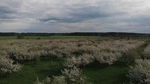 Apple trees in blossom Видео 131584673