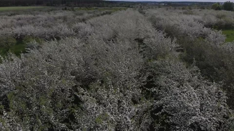 Apple trees in blossom part1 Видео 131583015