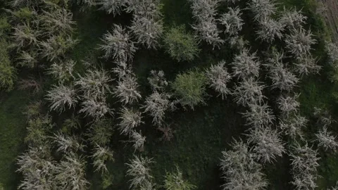 Apple trees in blossom part2 Видео 131582988