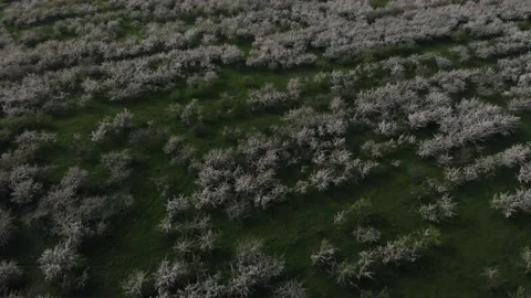 Apple trees in blossom part3 Видео 131584763