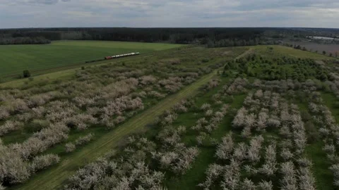 Apple trees in blossom. Train comes by Видео 131584634