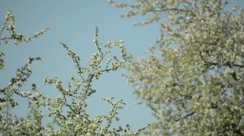 Apple trees blossoming on blue sky Stock Footage 63613623