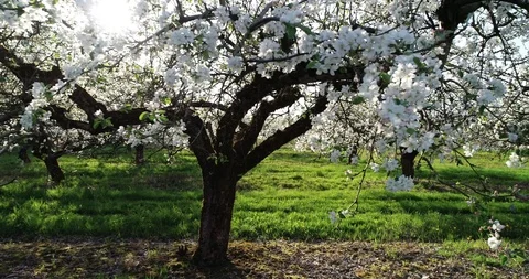 Apple trees blossoms Stock Footage 95066844