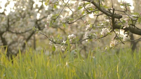 Apple trees branches, descending to green grass Stock-Footage 7753055