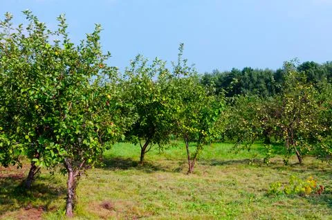 Apple trees in the field in the summer Stock Photos