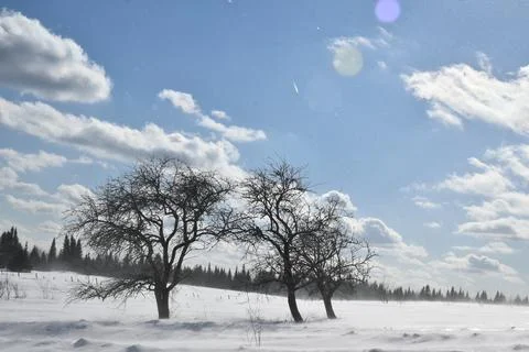 Apple trees in a field in winter Stock Photos