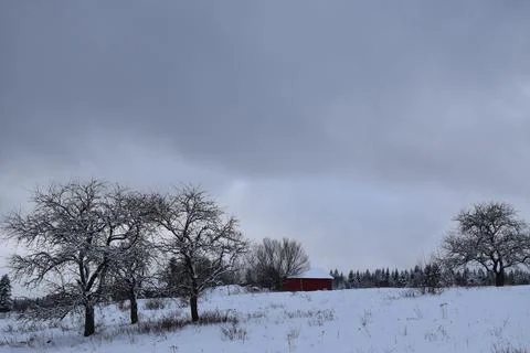 Apple trees in a field in winter Stock Photos