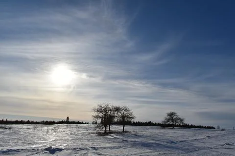 Apple trees in a field in winter Foto stock