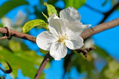 Apple trees flower Stock Photos
