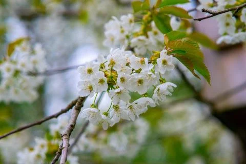Apple trees flowers Stock Photos