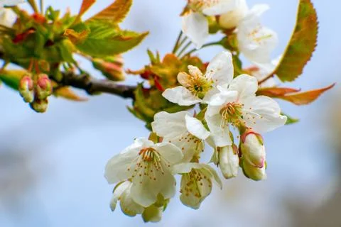 Apple trees flowers Stock Photos