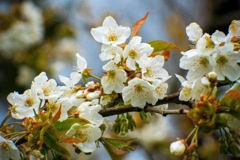 Apple trees flowers Stock Photos