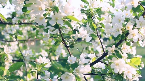 Apple trees flowers. White apple blossoms on fruit trees in spring sunny garden Stock Footage 108797366