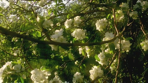Apple trees Vidéo 5802058