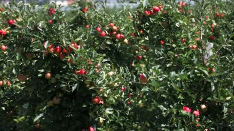 Apple trees Stock-Footage 12097655