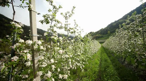 Apple Trees Stock Footage 24577385