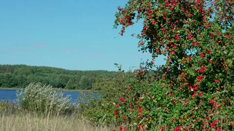 Apple trees. Stock Footage 319840490