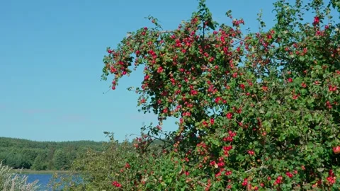 Apple trees. Stock-Footage 319840507