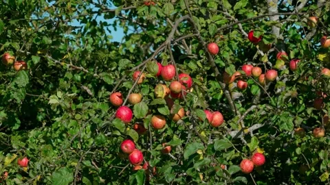 Apple trees. Stock-Footage 319840631