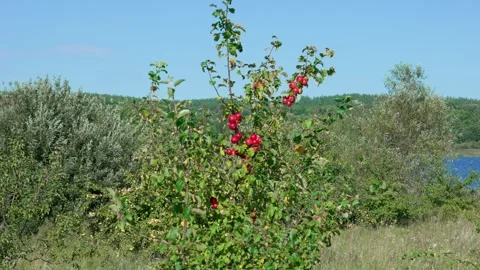 Apple trees. Stock-Footage 319840798