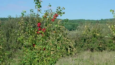 Apple trees. Stock-Footage 319841163