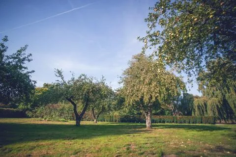 Apple trees with fruit in a yard Stock Photos