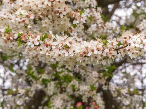 Apple trees in full bloom. Spring season Stock Photos
