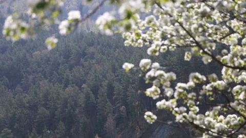 Apple trees in full bloom Sunny spring day, green grass, Stock Footage 108297683