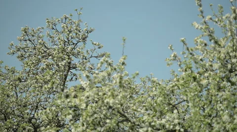 Apple trees full of Blossoming flowers Stock Footage 63613844