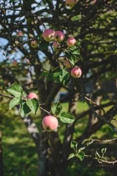 Apple trees in the garden Stock Photos