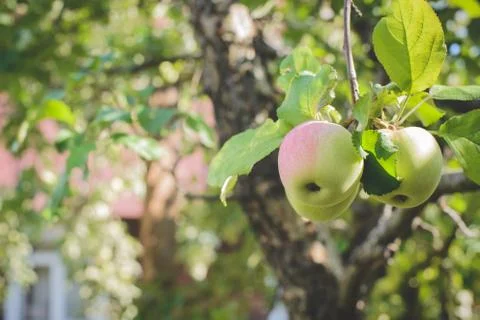 Apple trees in the garden Stock Photos