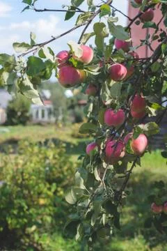 Apple trees in the garden Foto stock