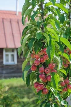 Apple trees in the garden Stock Photos