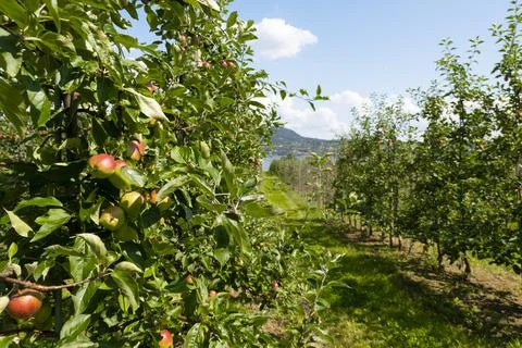 Apple trees garden Stock Photos