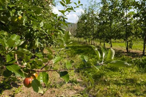 Apple trees garden Stock Photos
