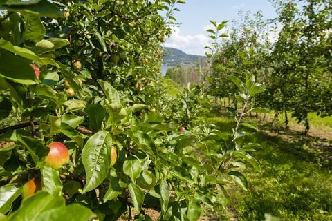 Apple trees garden Stock Photos