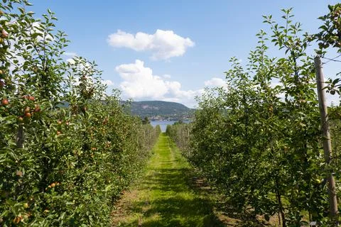 Apple trees garden Stock Photos