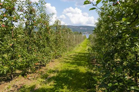 Apple trees garden Stock Photos