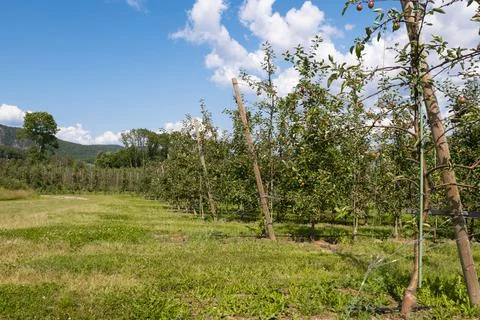 Apple trees garden Stock Photos