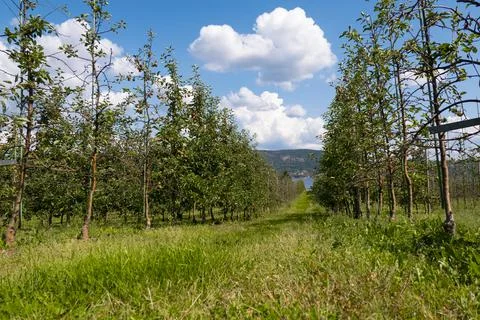Apple trees garden Stock Photos