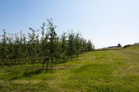 Apple trees garden Stock Photos