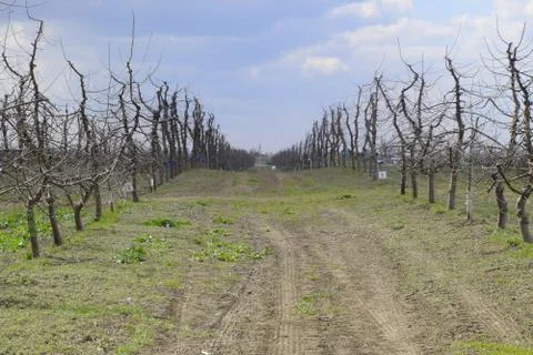 Apple trees in the garden, pruning apple trees Stock Photos
