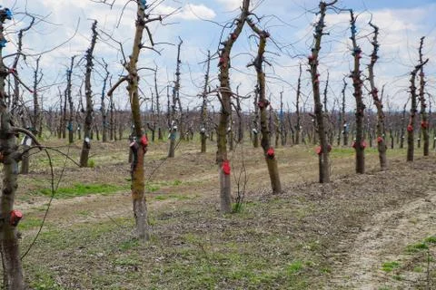 Apple trees in the garden, pruning apple trees Foto stock