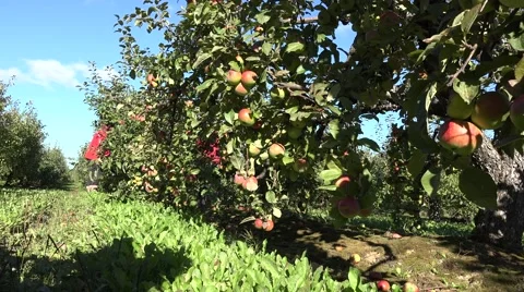 Apple trees growing in row in garden. Season autumn harvest. 4K Stock Footage 65888022