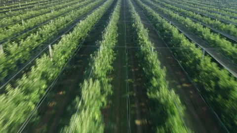 Apple trees growing in rows form pattern creating landscape Stock Footage 270329253